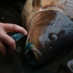 GARDNER TACKLE INTENSIVE CARE 16 GARDNER TACKLE INTENSIVE CARE