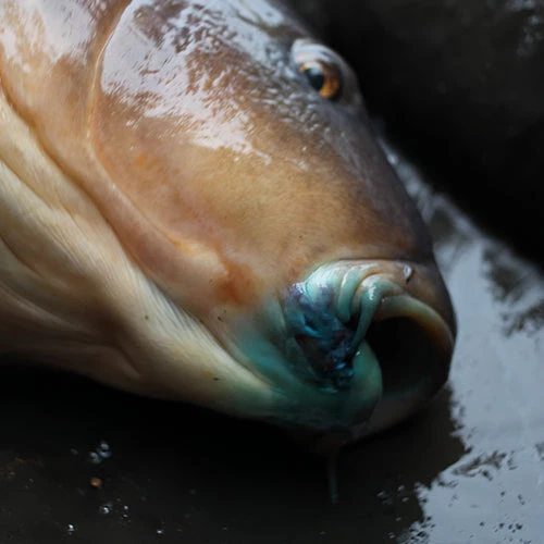 GARDNER TACKLE INTENSIVE CARE 2 GARDNER TACKLE INTENSIVE CARE