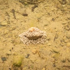 Drennan Pellet Method Feeders