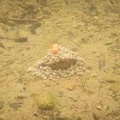 Drennan Pellet Method Feeders